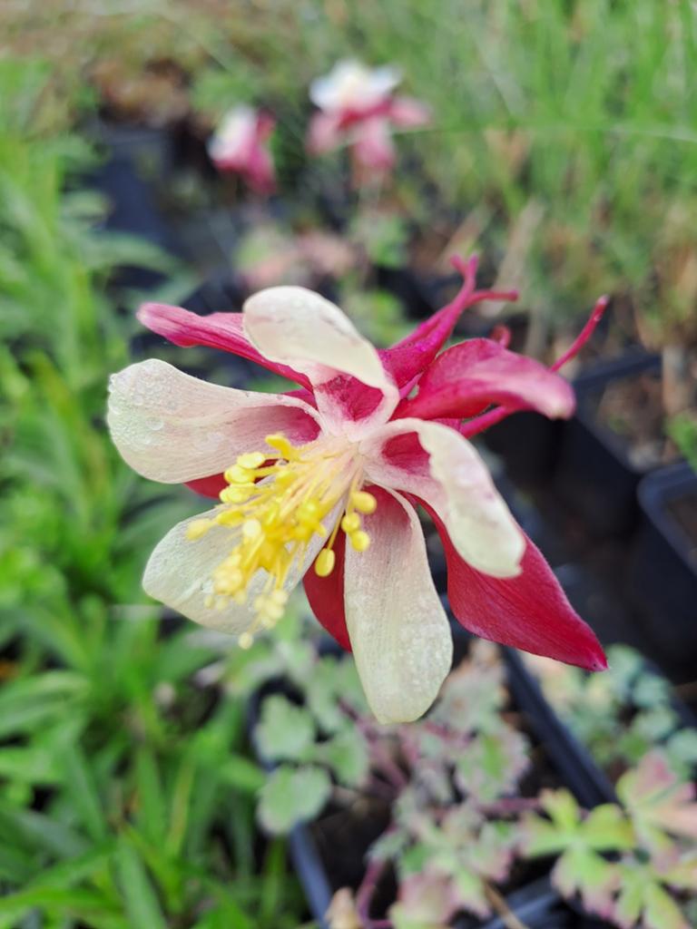 Aquilegia Crimson Star, Tuin en Terras, Ophalen