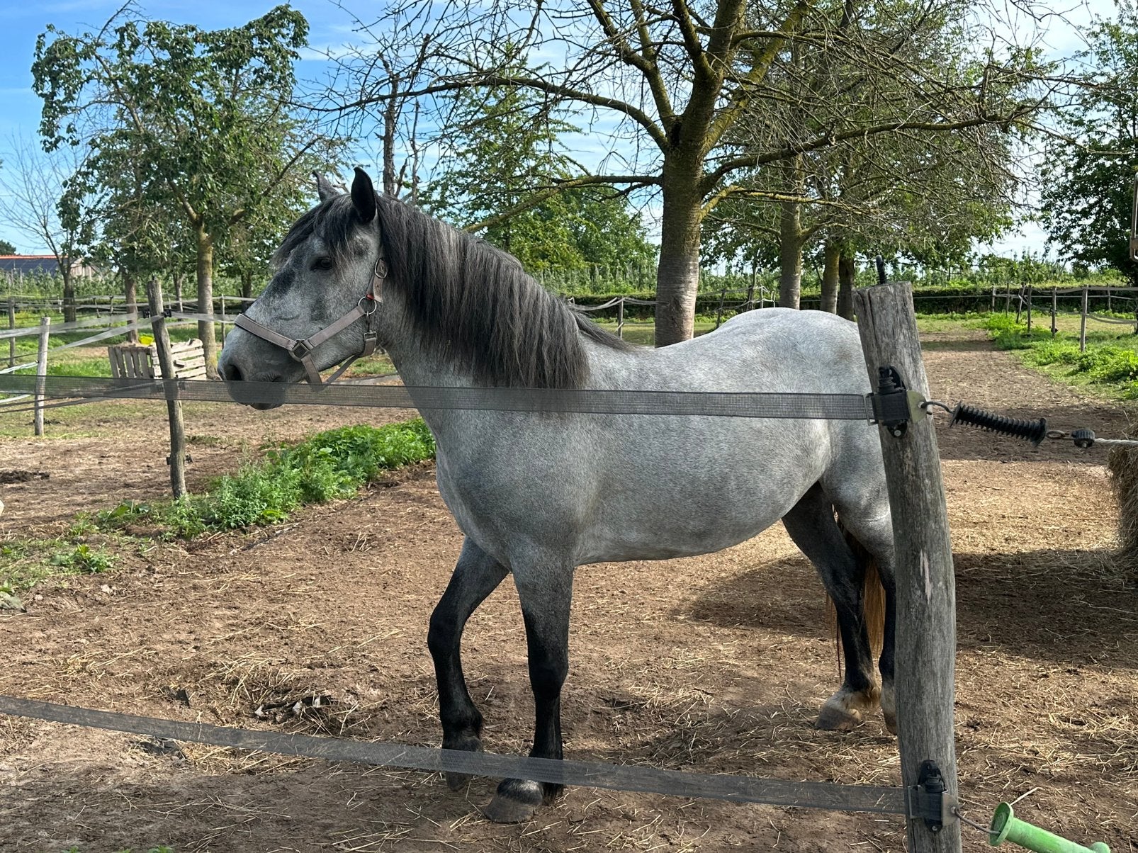 Jument de 4 ans/cheval à vendre/poney à vendre, Vermifugé, Débourré, Moins de 160 cm, Jument