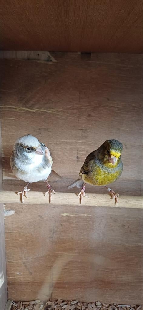 Prachtig mooi koppel met speciaal kleuren, Dieren en Toebehoren, Vogels | Kanaries