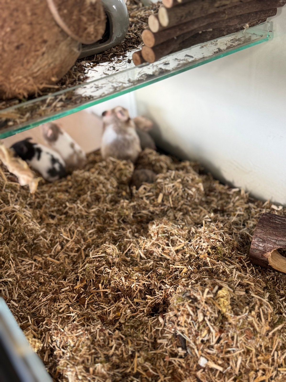 Jonge goudhamsters, Dieren en Toebehoren, Hamster, Meerdere dieren, Tam, September