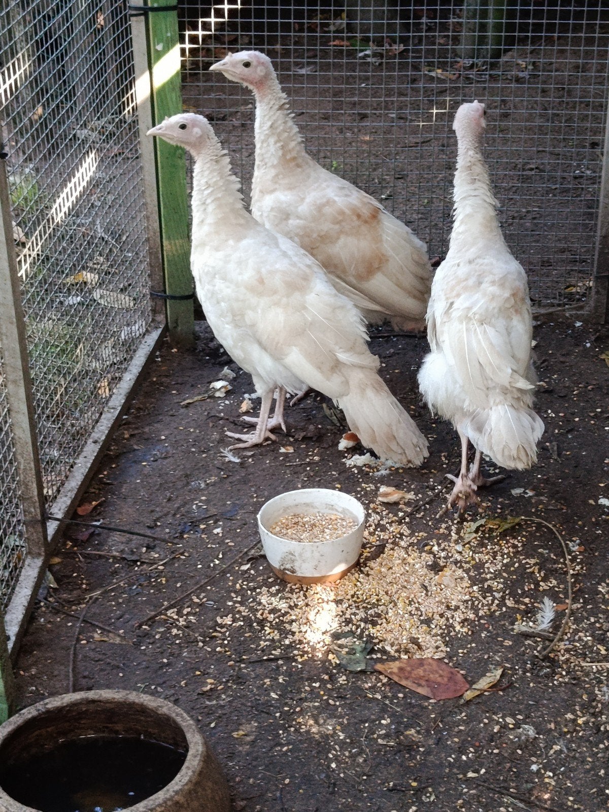 3 kalkoenen