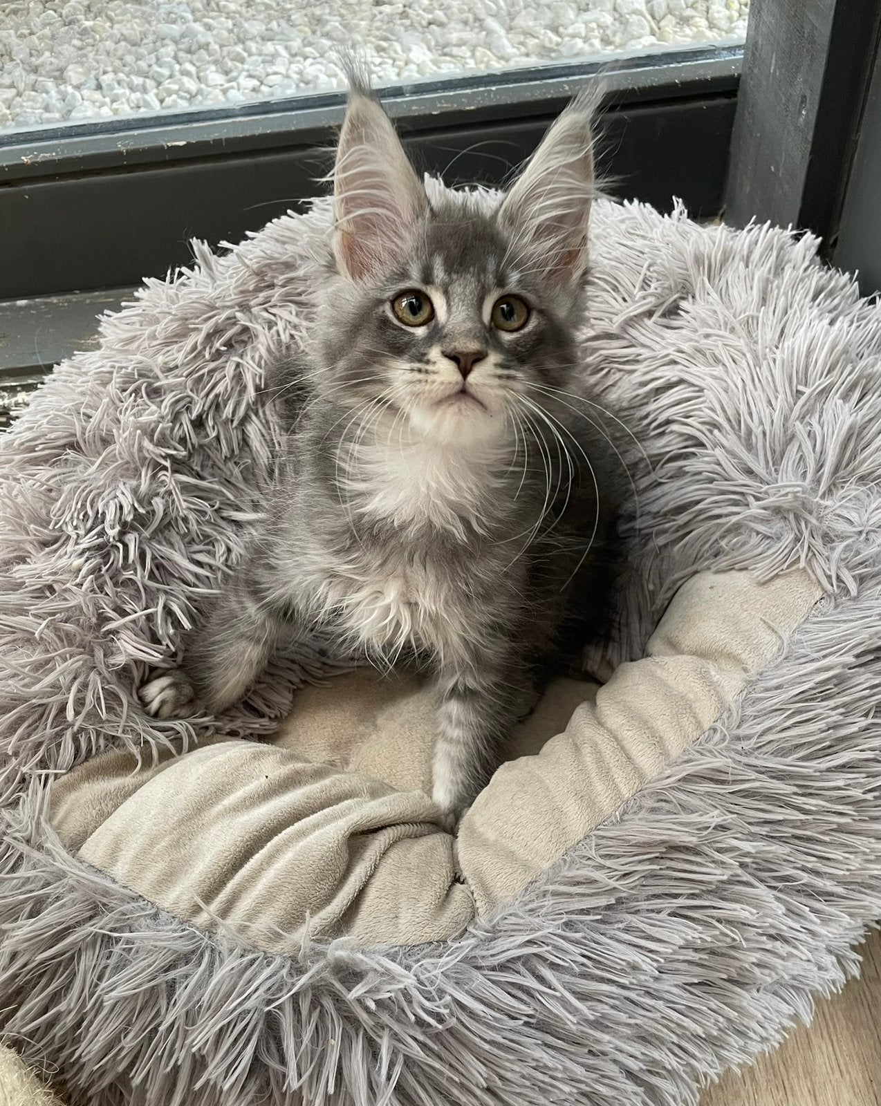 Maine coon kittens, Dieren en Toebehoren, Katten en Kittens | Raskatten | Langhaar, Meerdere dieren, Met stamboom, 0 tot 2 jaar