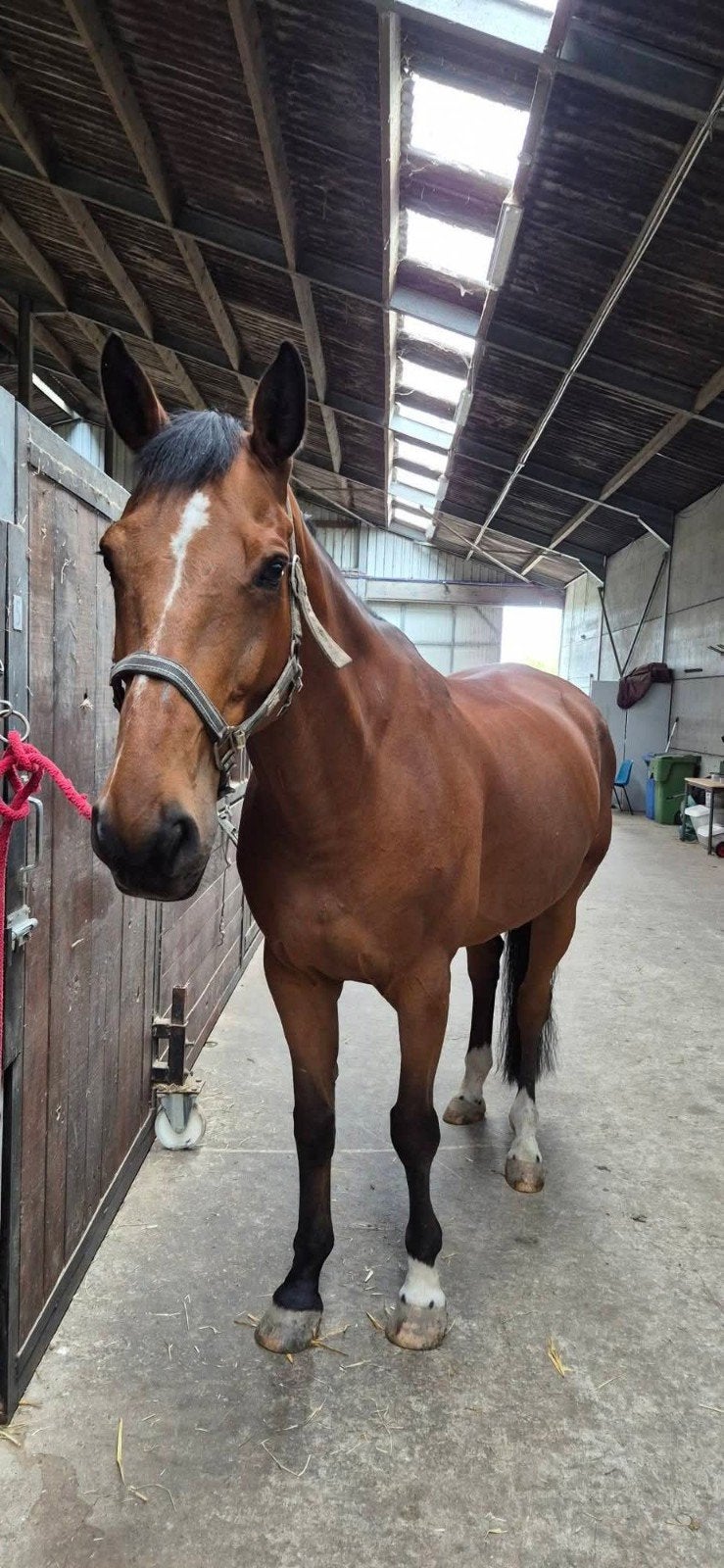 gezocht verzorgster voor 3 paarden, Dieren en Toebehoren