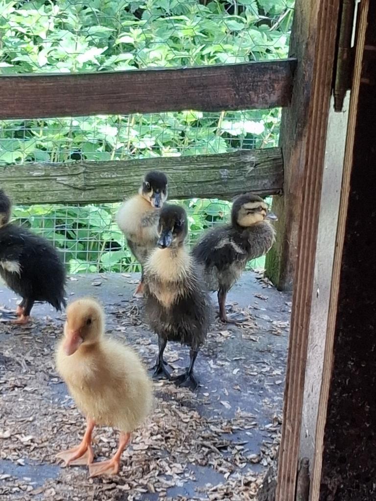 Loopeendjes uit natuurbroed