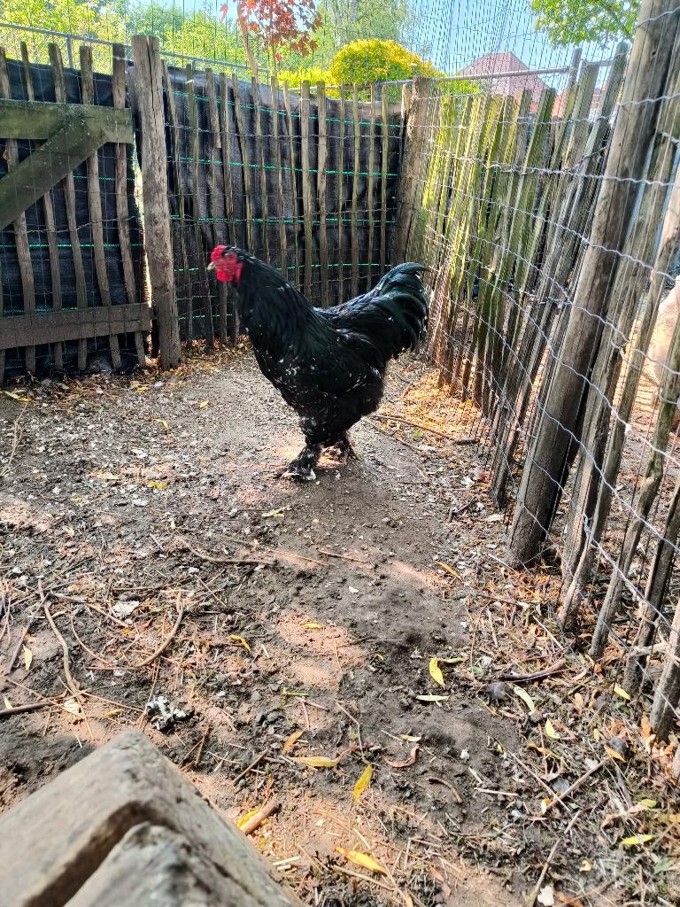 Zwart witgeparelde brahma, Dieren en Toebehoren, Pluimvee, Mannelijk, Kip