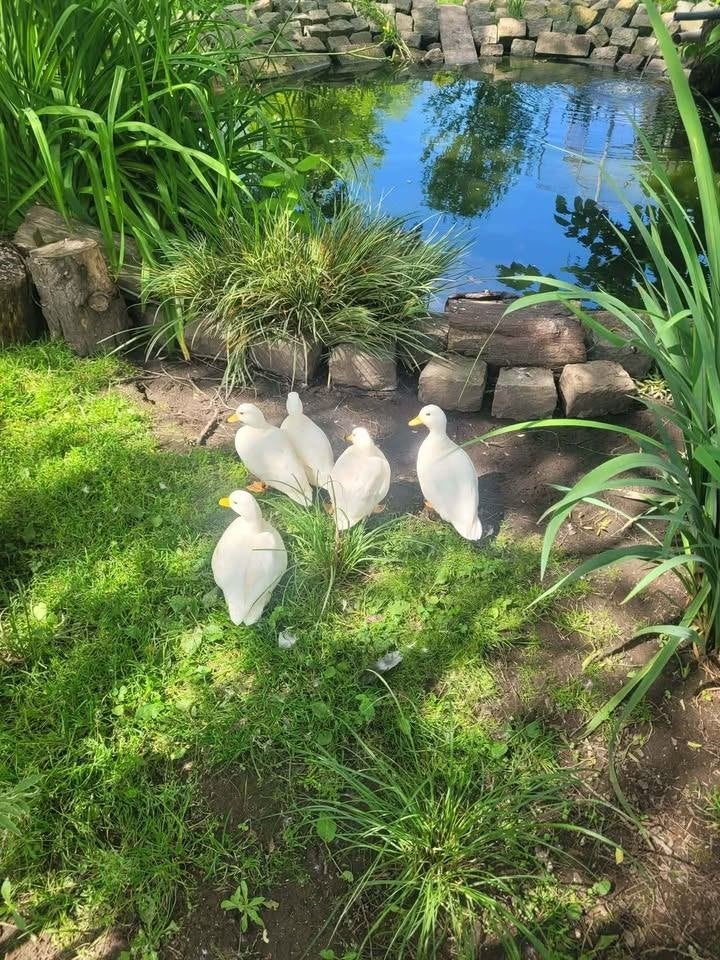 Jonge Hollandse kwaker woerd (wit) zoekt een nieuwe thuis, Dieren en Toebehoren, Eend