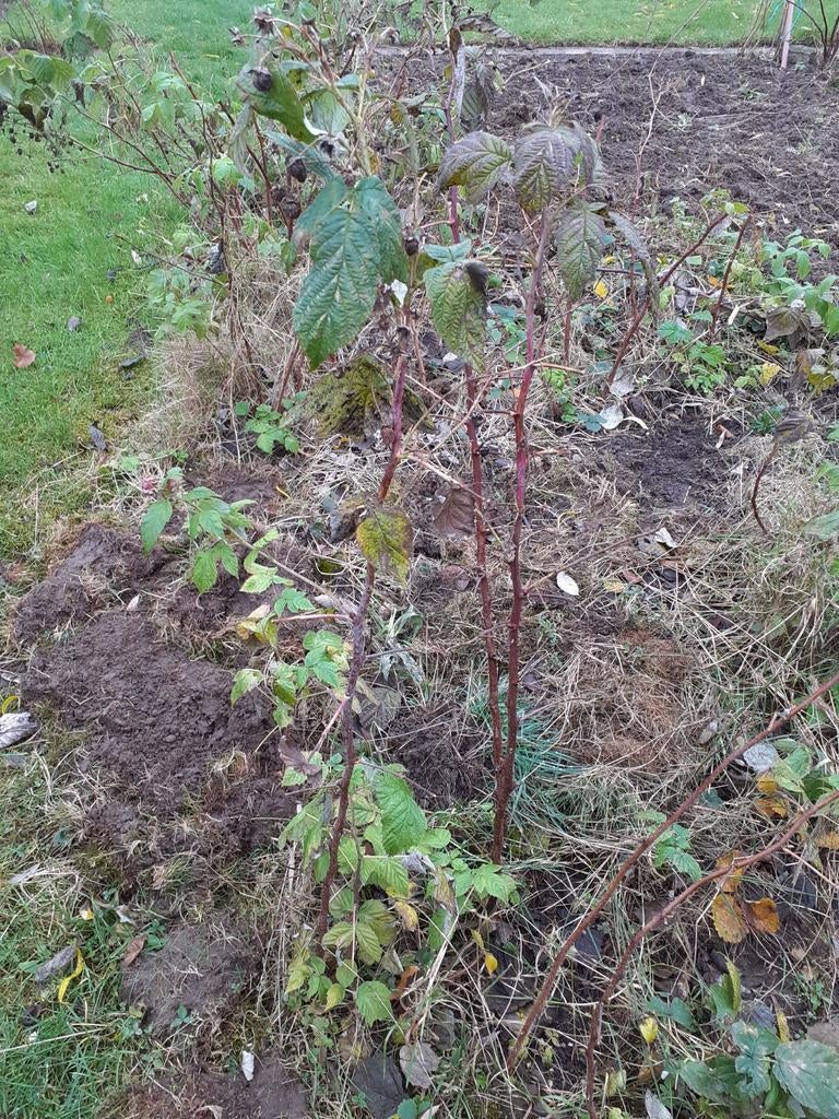 Frambozen plantgoed, Ophalen