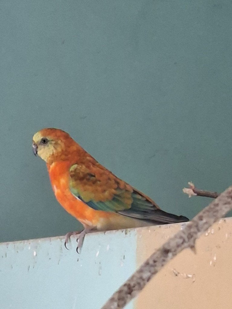 Roodrugparkieten, Dieren en Toebehoren, Geslacht onbekend, Parkiet, Geringd