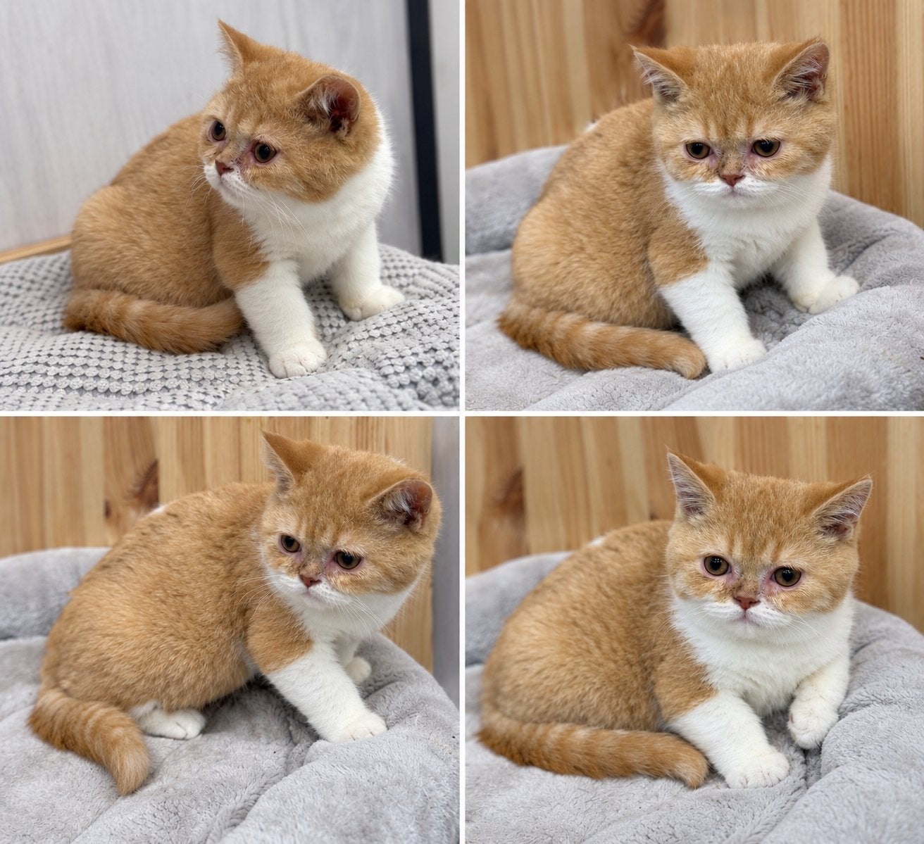Britd korthaar, Chat, Avec puce électronique