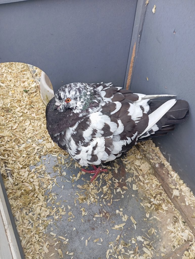Kingduif man, Dieren en Toebehoren, Mannelijk, Overige soorten