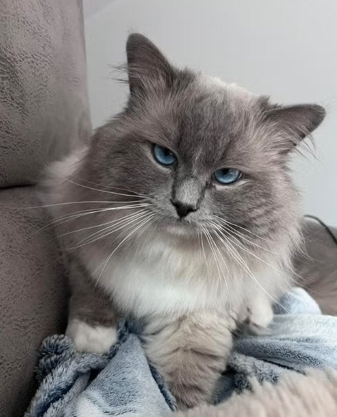 Ragdoll dekkater (NIET TE KOOP) 500 euro, Dieren en Toebehoren, Katten en Kittens | Dekkaters, 3 tot 5 jaar