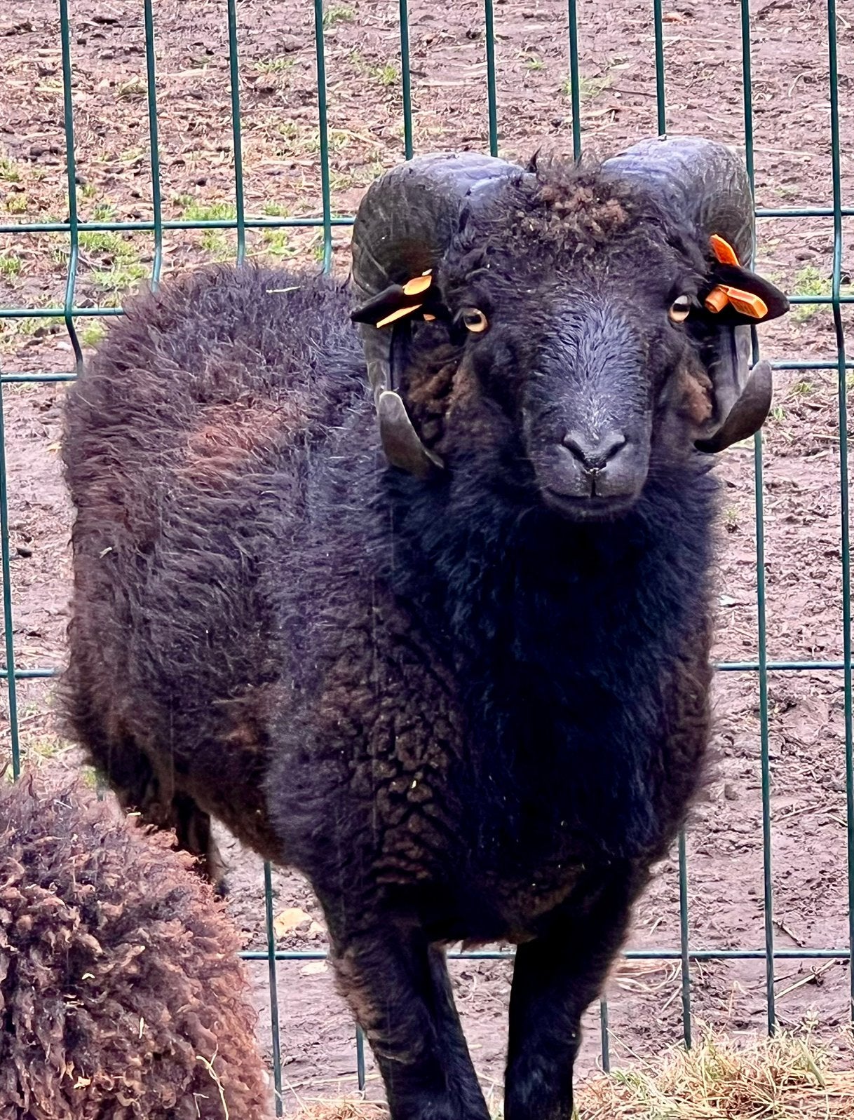 Ouessant dwergschaap ram, Mannelijk, Schaap, 0 tot 2 jaar