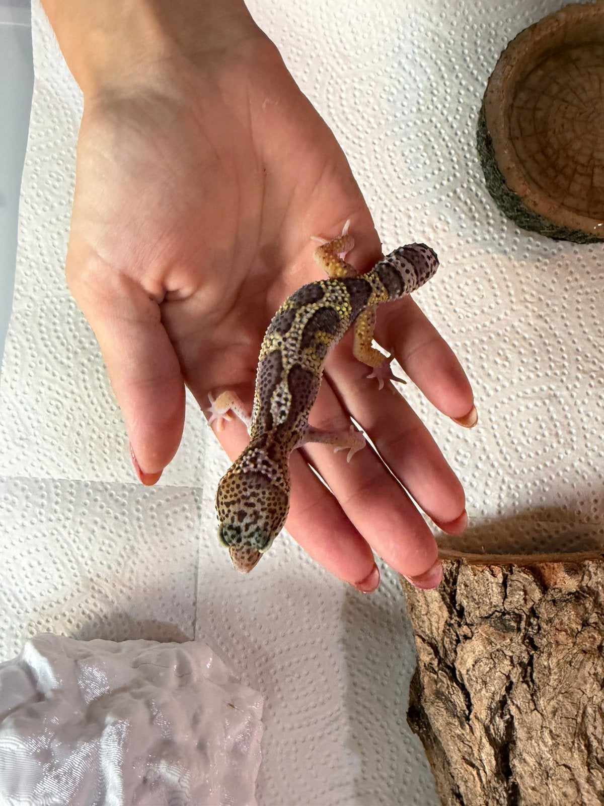 Black night x tangerine luipaardgekko man, Hagedis, Tam, 0 tot 2 jaar