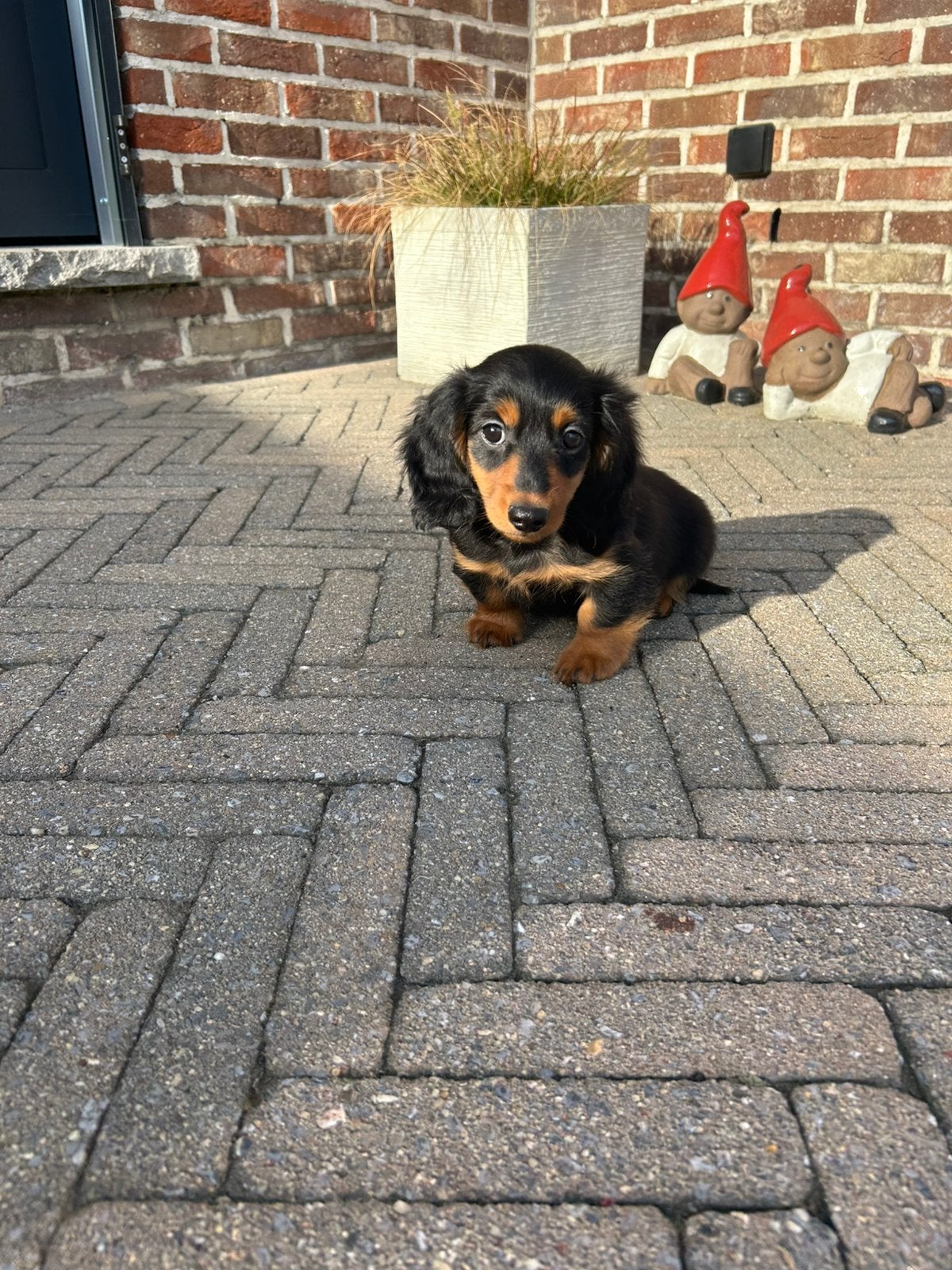 Langharige teckel pups black&tan en choco&tan, België, 8 tot 15 weken, Meerdere, Fokker | Professioneel
