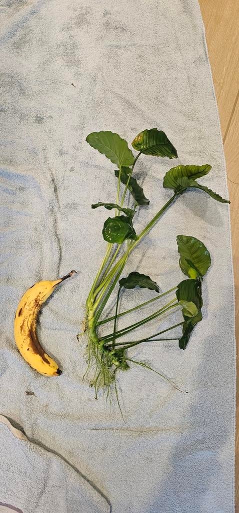 Anubias stukken | Aquariumplanten, Dieren en Toebehoren, Vissen | Aquaria en Toebehoren, Ophalen