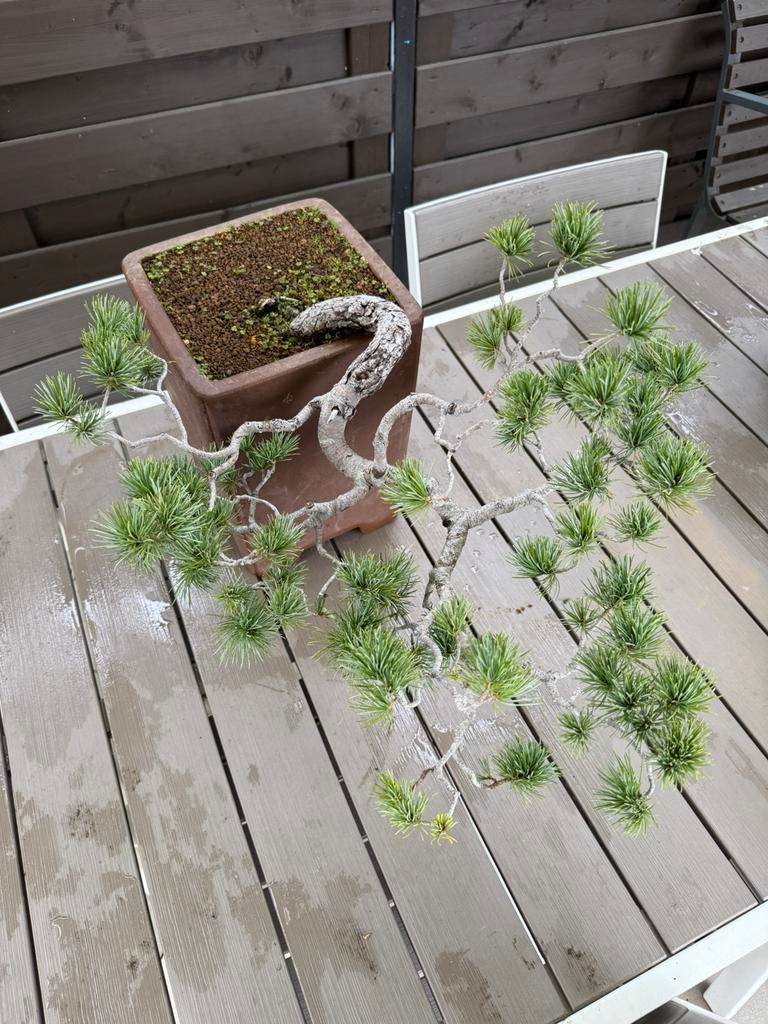 Pinus Parviflora bonsai, Tuin en Terras, Overige soorten, Lente, Minder dan 100 cm, Ophalen