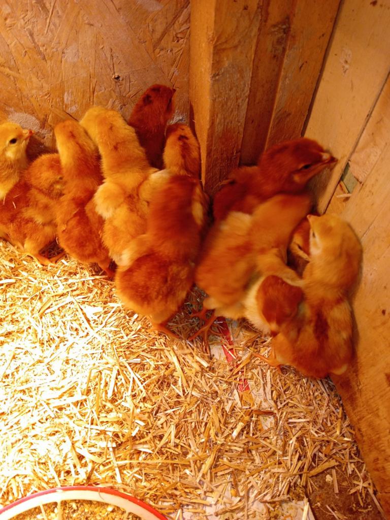 15 stuks Rhode red island kuikens, Dieren en Toebehoren, Pluimvee, Geslacht onbekend