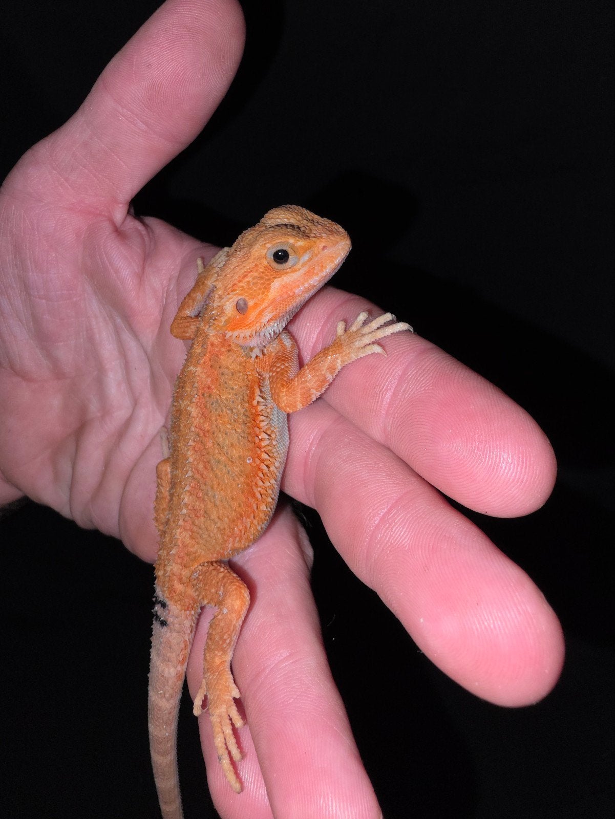 belle femelle dragon barbu orange, Lézard, Domestique, 0 à 2 ans