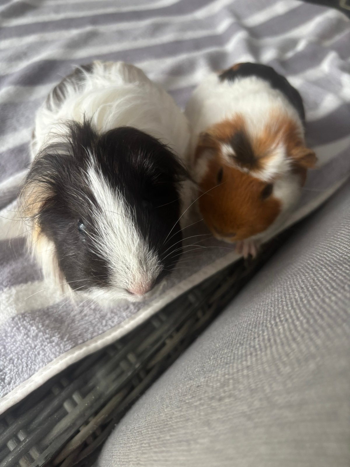 2 cavia zeugjes 8 maanden €20 euro zsm ophalen, Dieren en Toebehoren, Knaagdieren, November, Vrouwelijk, Cavia