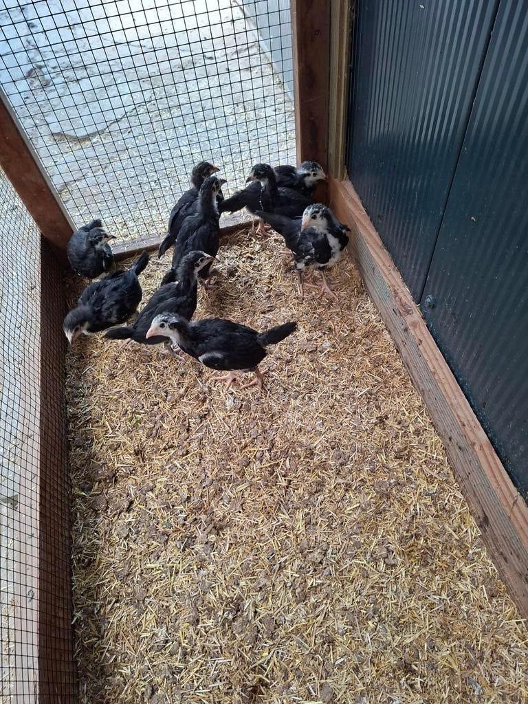 kuikens