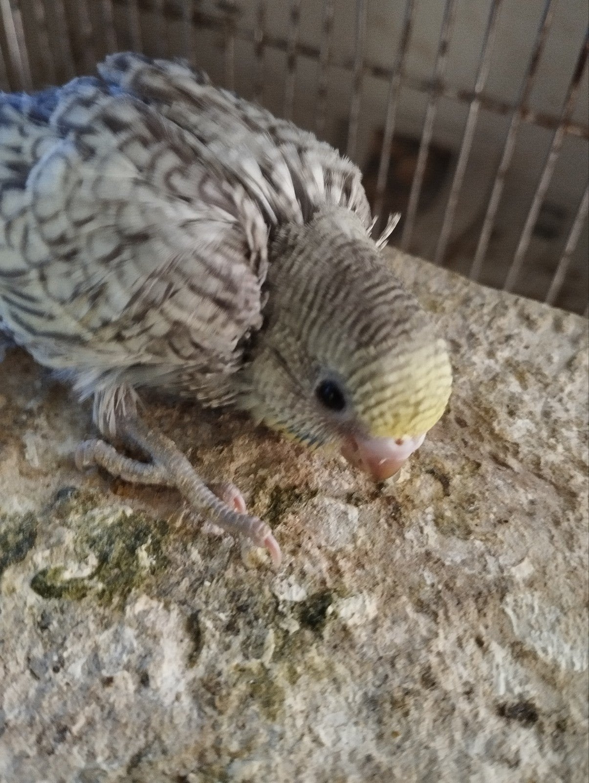 Grasparkietjes, Dieren en Toebehoren, Vogels | Parkieten en Papegaaien