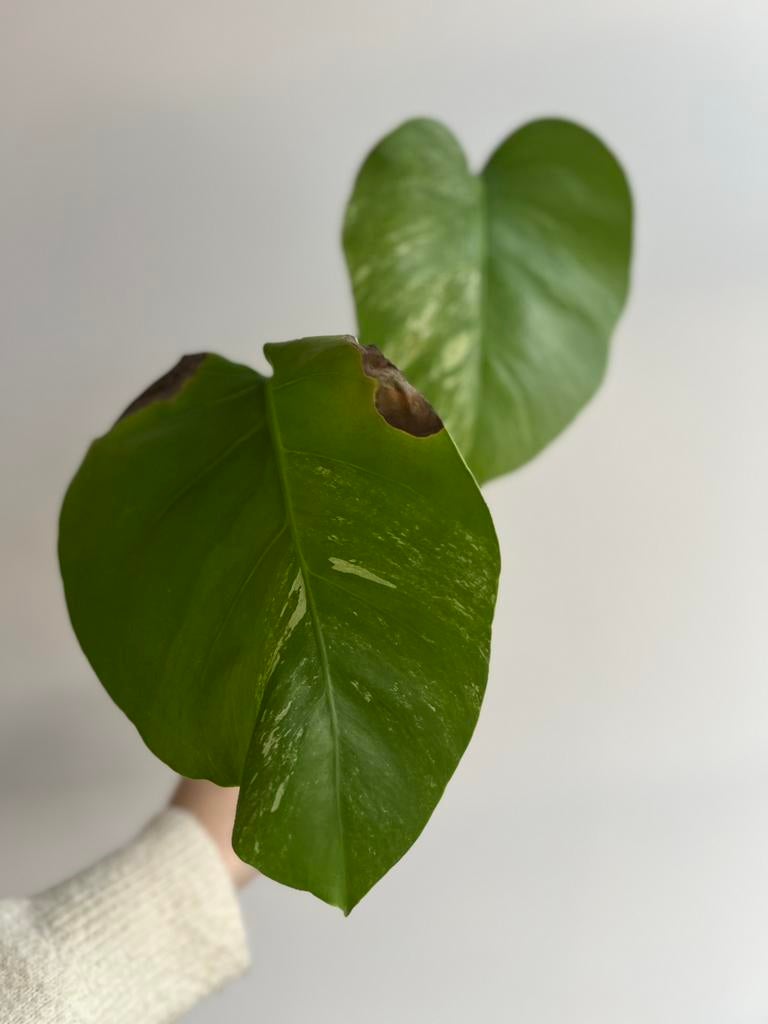 Monstera albo variegata stek, Huis en Inrichting, Kamerplanten, Ophalen