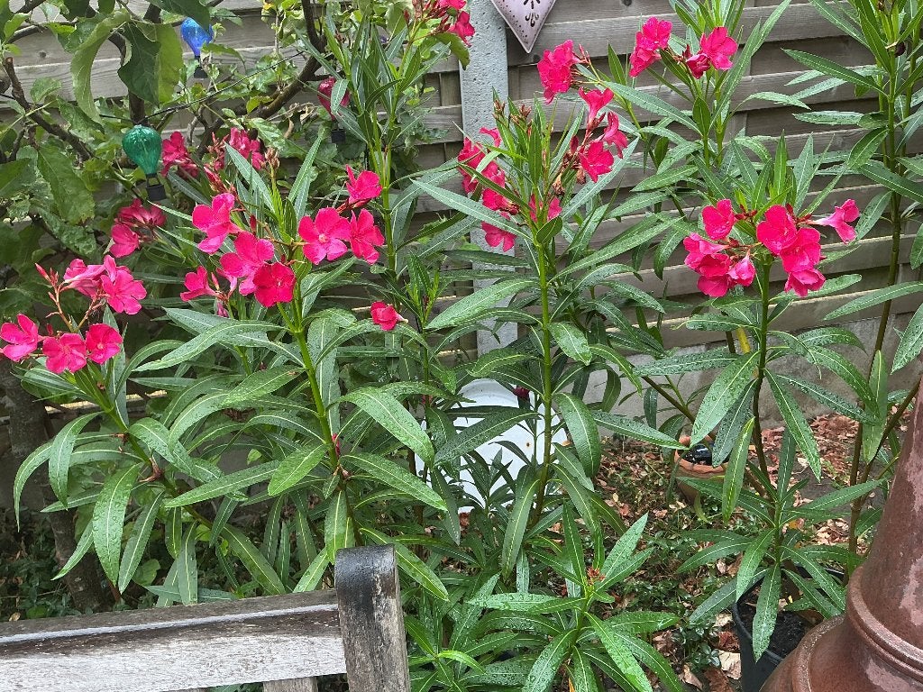 Olijfboom, oleander,  Keukenlaurier, agapanthus, Tuin en Terras, Planten | Tuinplanten, Ophalen