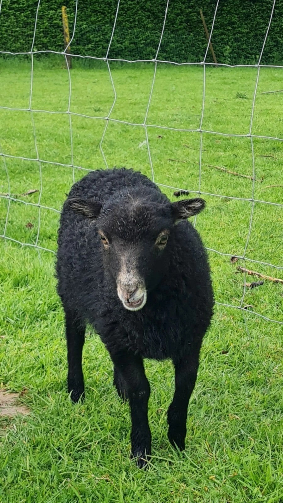 Ouessant lammetjes, Animaux & Accessoires, Moutons, Chèvres & Cochons, Mouton, Plusieurs animaux, 0 à 2 ans