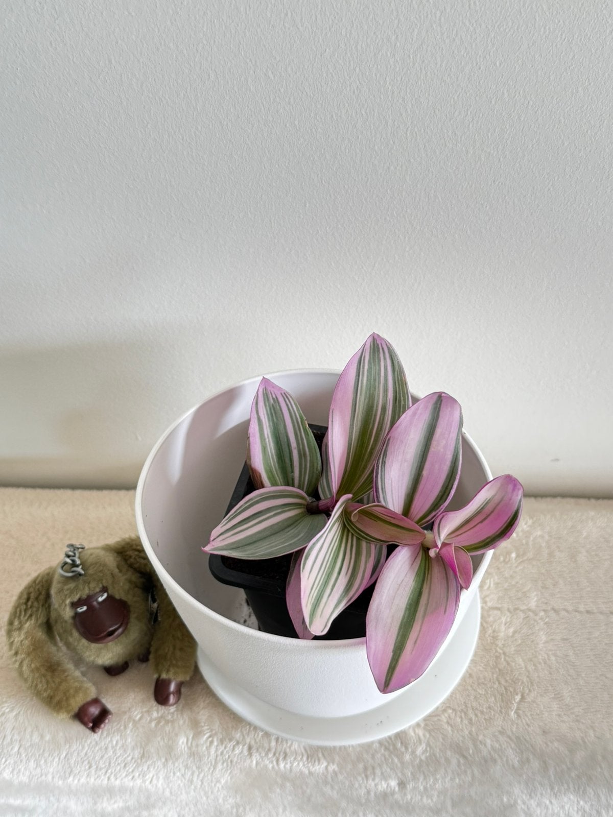 Plantes interieur - wezembeek, Enlèvement