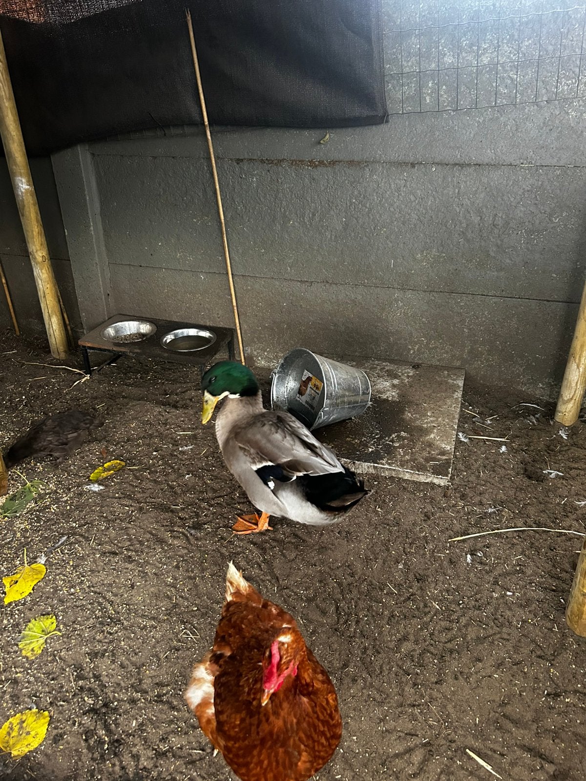 Eend tekoop, Animaux & Accessoires, Canard