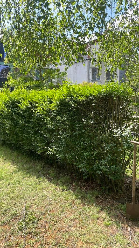 Haag, liguster te geef, Tuin en Terras, Ophalen, Liguster, Haag