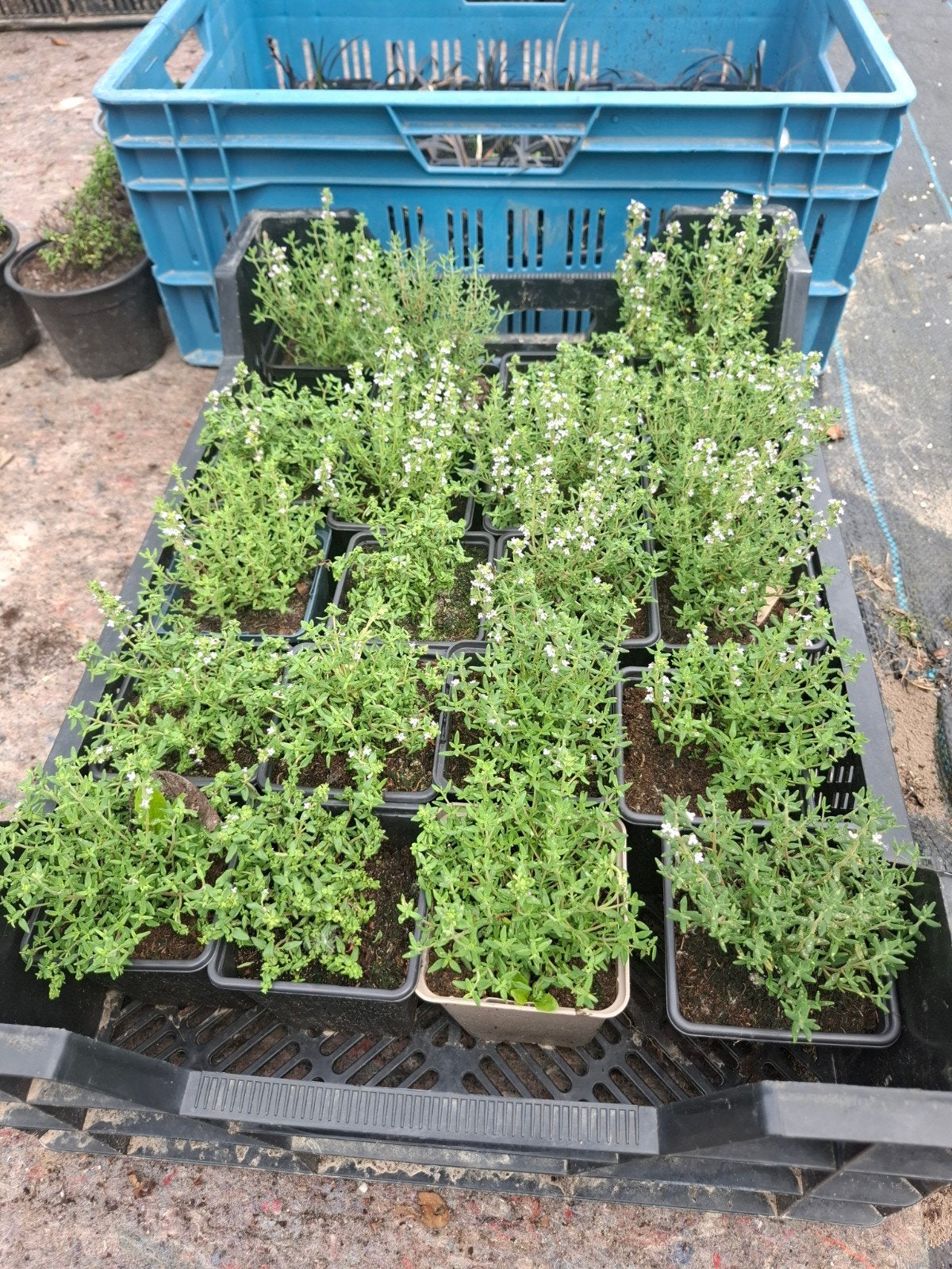 Tijm, Tuin en Terras, Planten | Struiken en Hagen, Ophalen