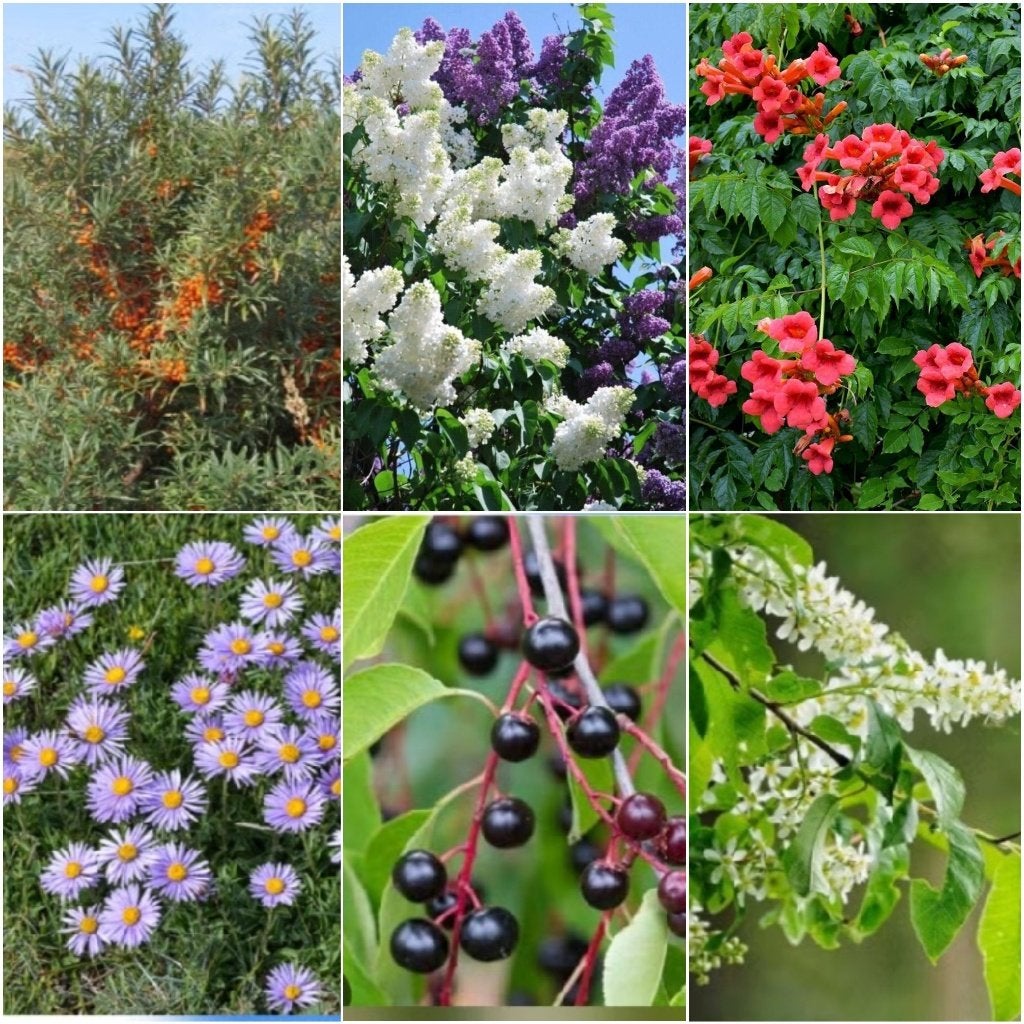 Vaste tuinplanten UITVERKOOP 1€ per één soort, Ophalen of Verzenden