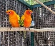 Couple de perruche soleil, Animaux & Accessoires, Oiseaux | Perruches & Perroquets, Perruche