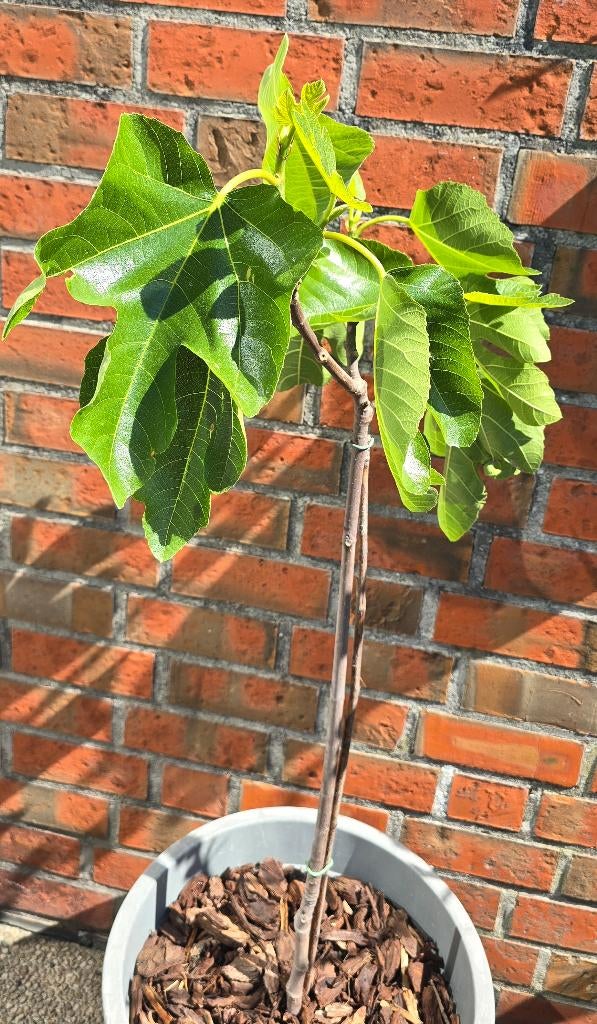 Vijgenboom Ficus Carica vijgen boom 1v11cast, Ophalen, Lente, Volle zon, In pot