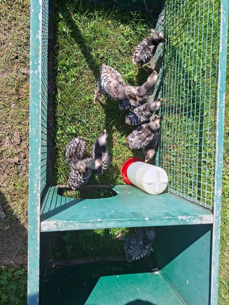 10 jonge haantjes mechelse koekoek, Dieren en Toebehoren