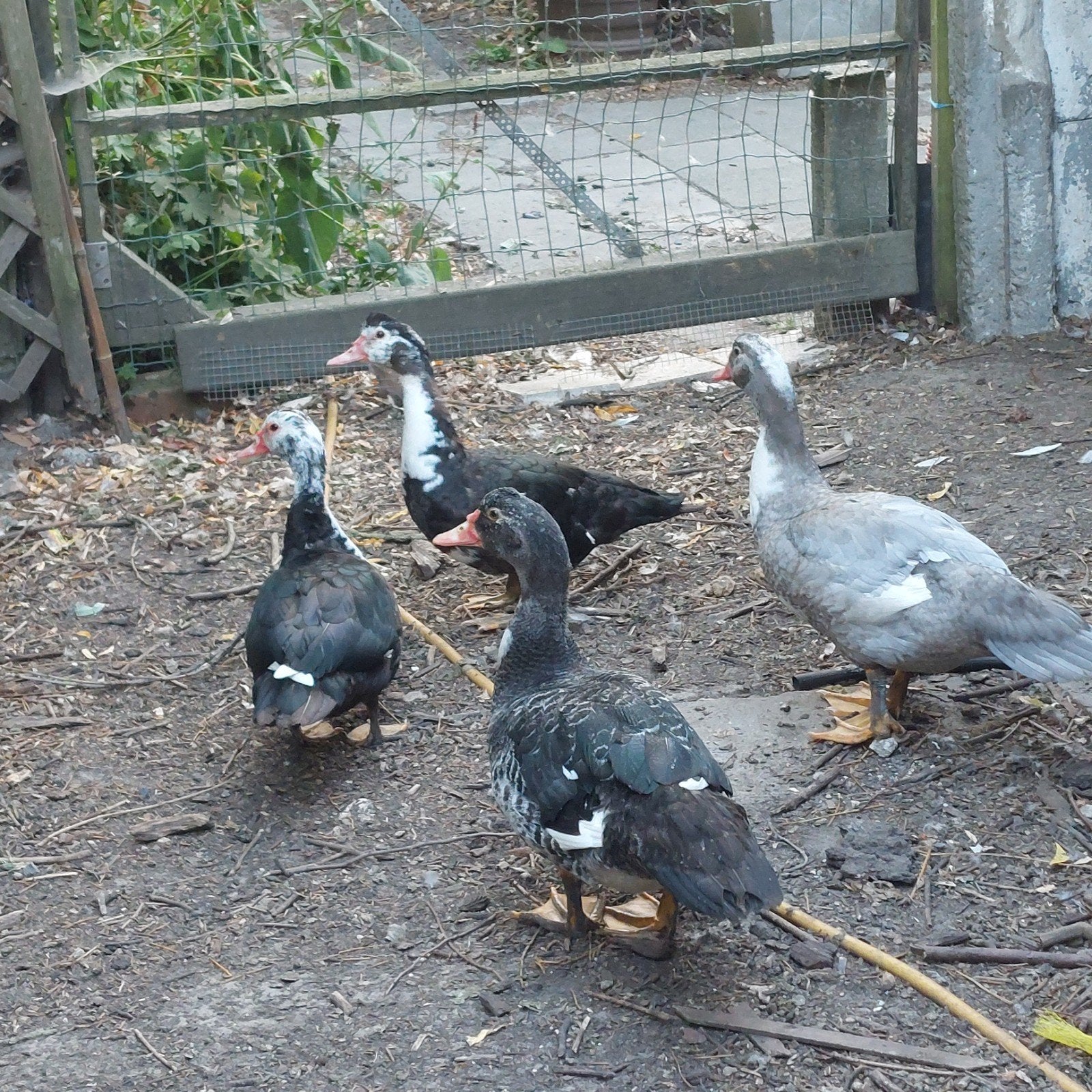 Barberie eenden, Meerdere dieren