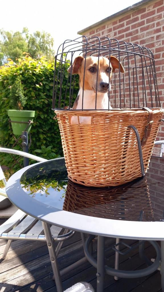Corbeille pour chien, Enlèvement