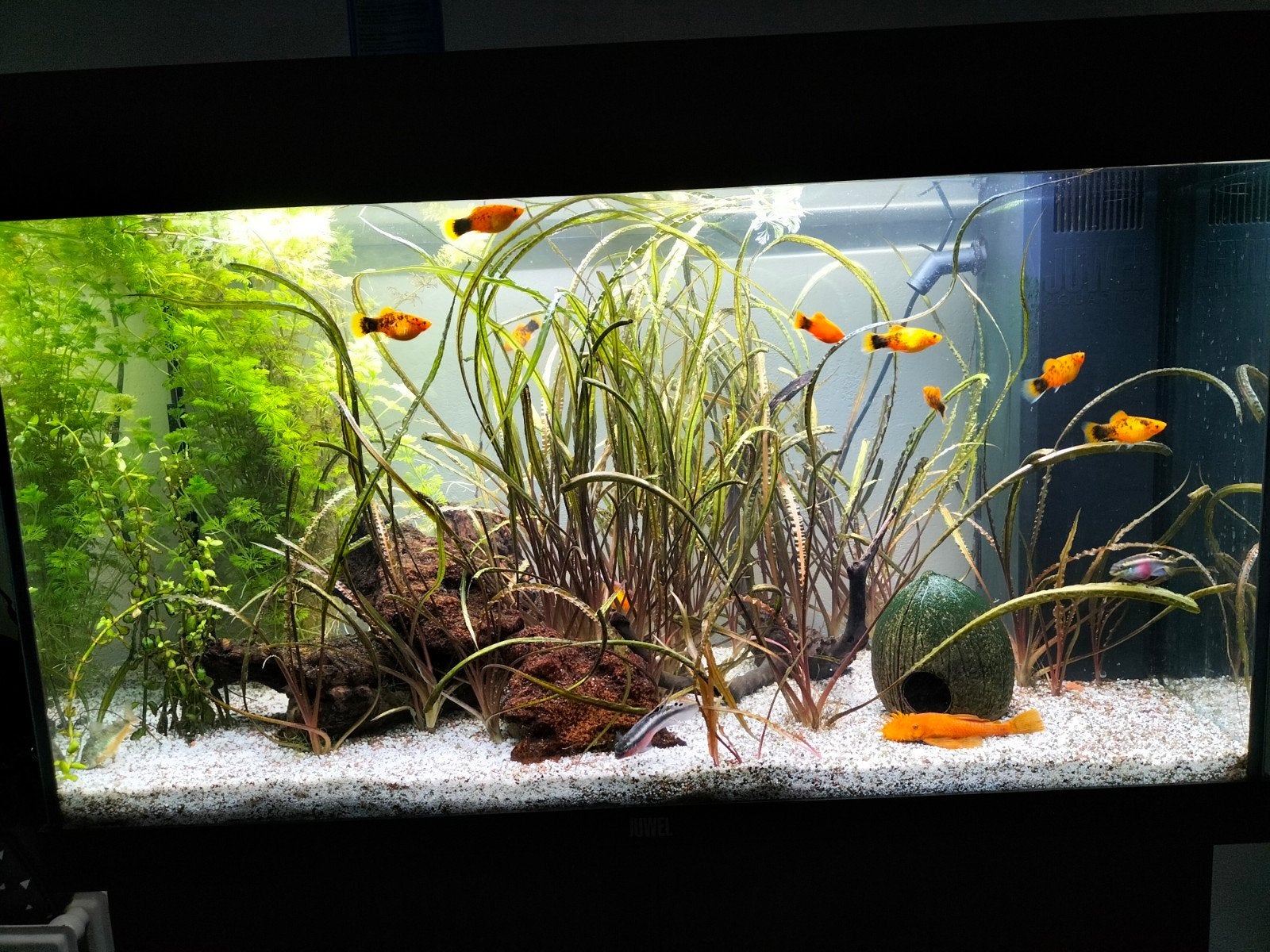 Aquarium Juwel 120l + meuble, Juwel