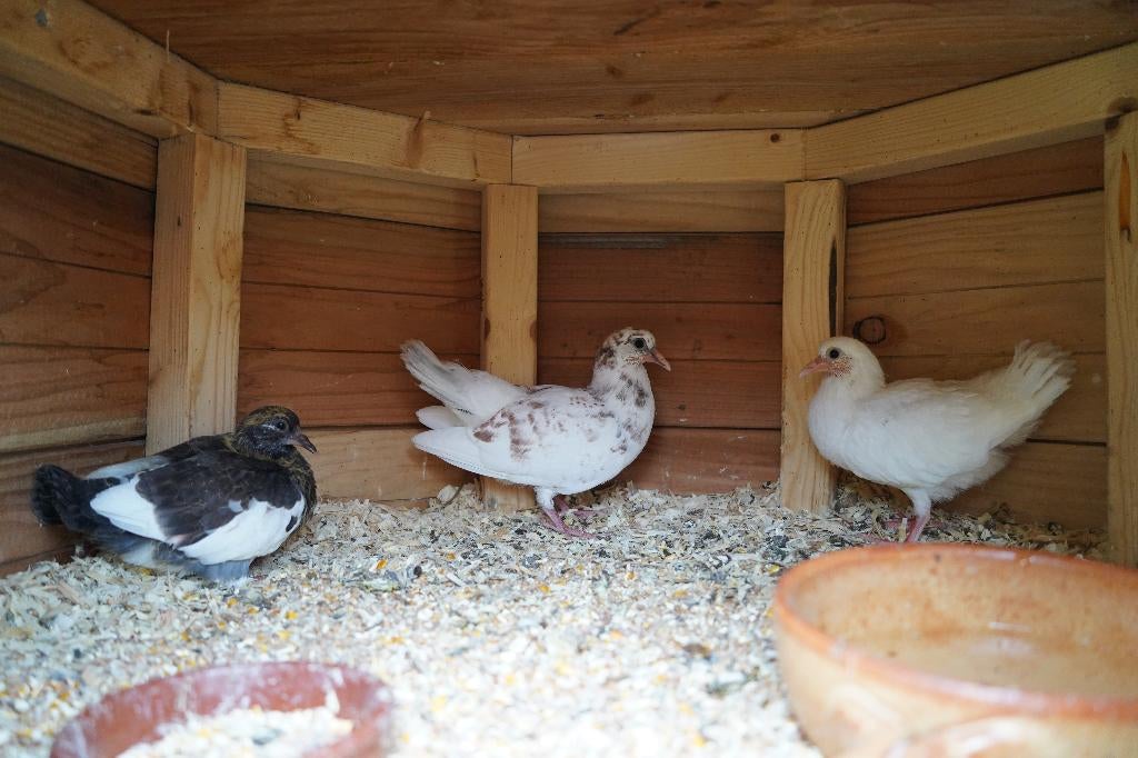3 jonge gevarieerde pauwstaartjes, Dieren en Toebehoren, Meerdere dieren, Overige soorten