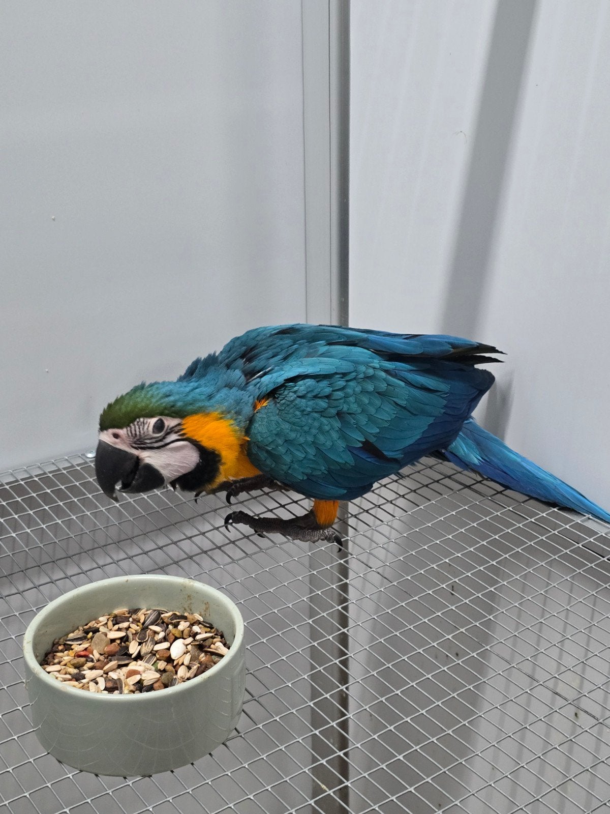 Jeune bébé ara bleu-jaune apprivoisé

Correctement bagué et, Animaux & Accessoires, Perroquet, Domestique