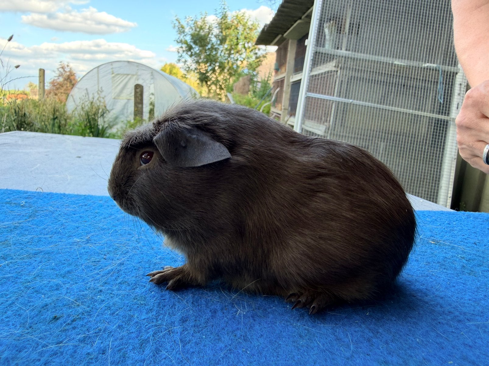 Koppel slate, Cavia, Mei, Meerdere dieren, Tam