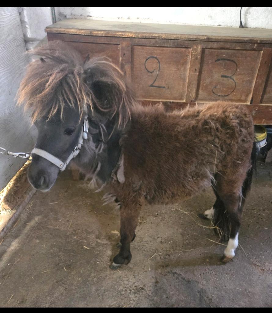 Jaarling hengst pony schetlander, Dieren en Toebehoren, Hengst, 0 tot 2 jaar