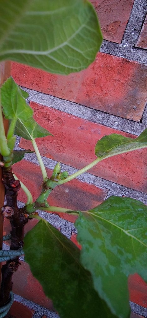Figuier 'BROWN TURKEY' figuier Ficus Carica 1vB, Enlèvement, Figuier