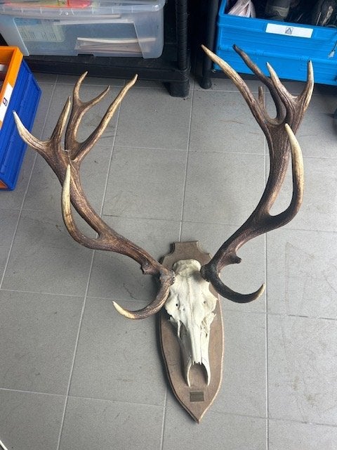 gewei, Collections, Collections Animaux, Enlèvement, Utilisé, Cerf, Bois ou Tête