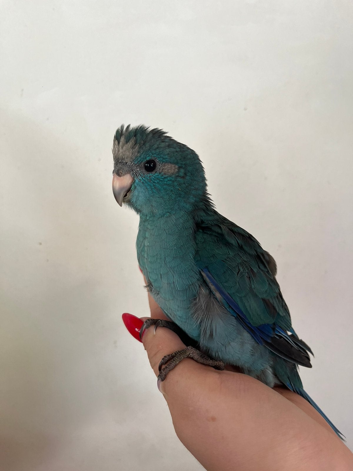 Kakariki EAM Mâles, Mâle, Perruche, Bagué