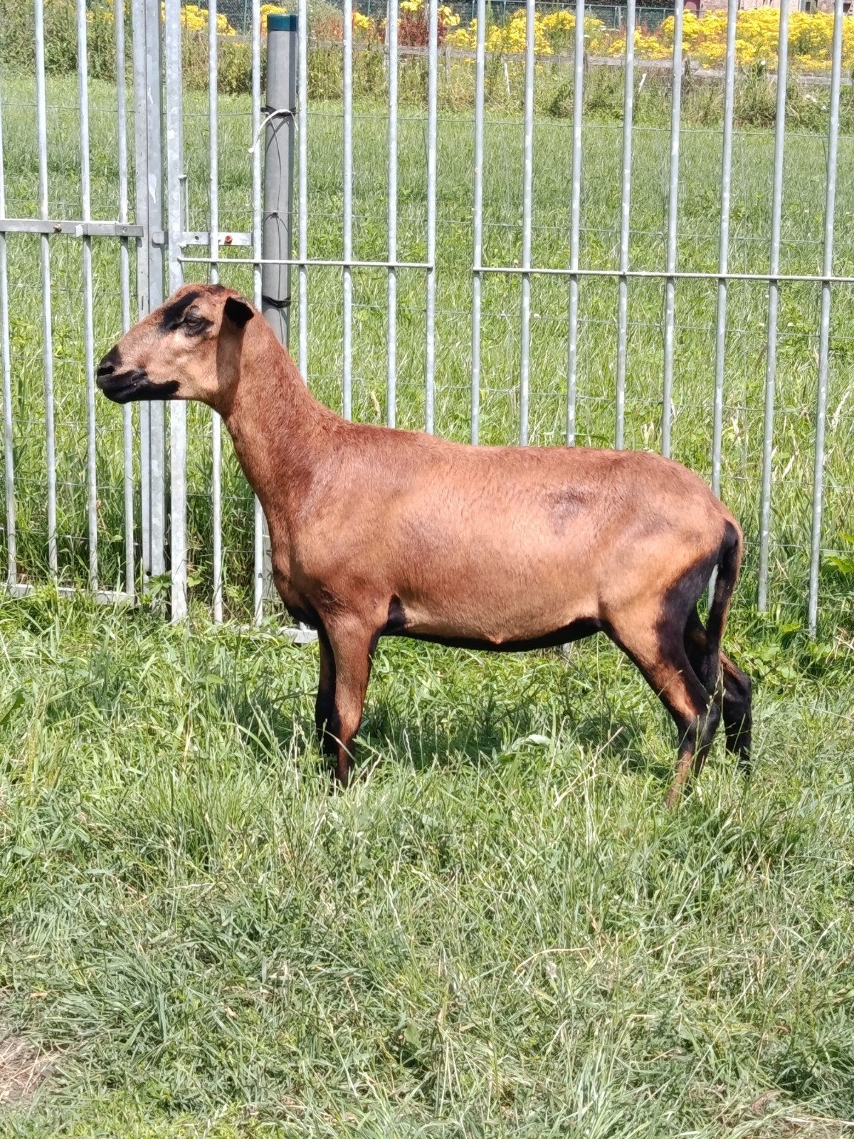 Une charmante brebis à ventre noir de la Barbade