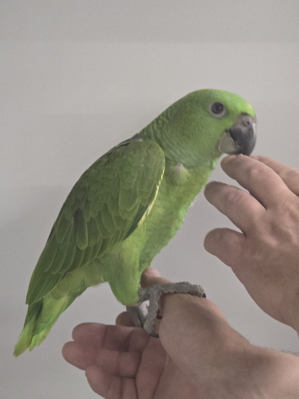 Tame baby Yellowneck Amazons 2026, testé pour toutes les mal, Bagué