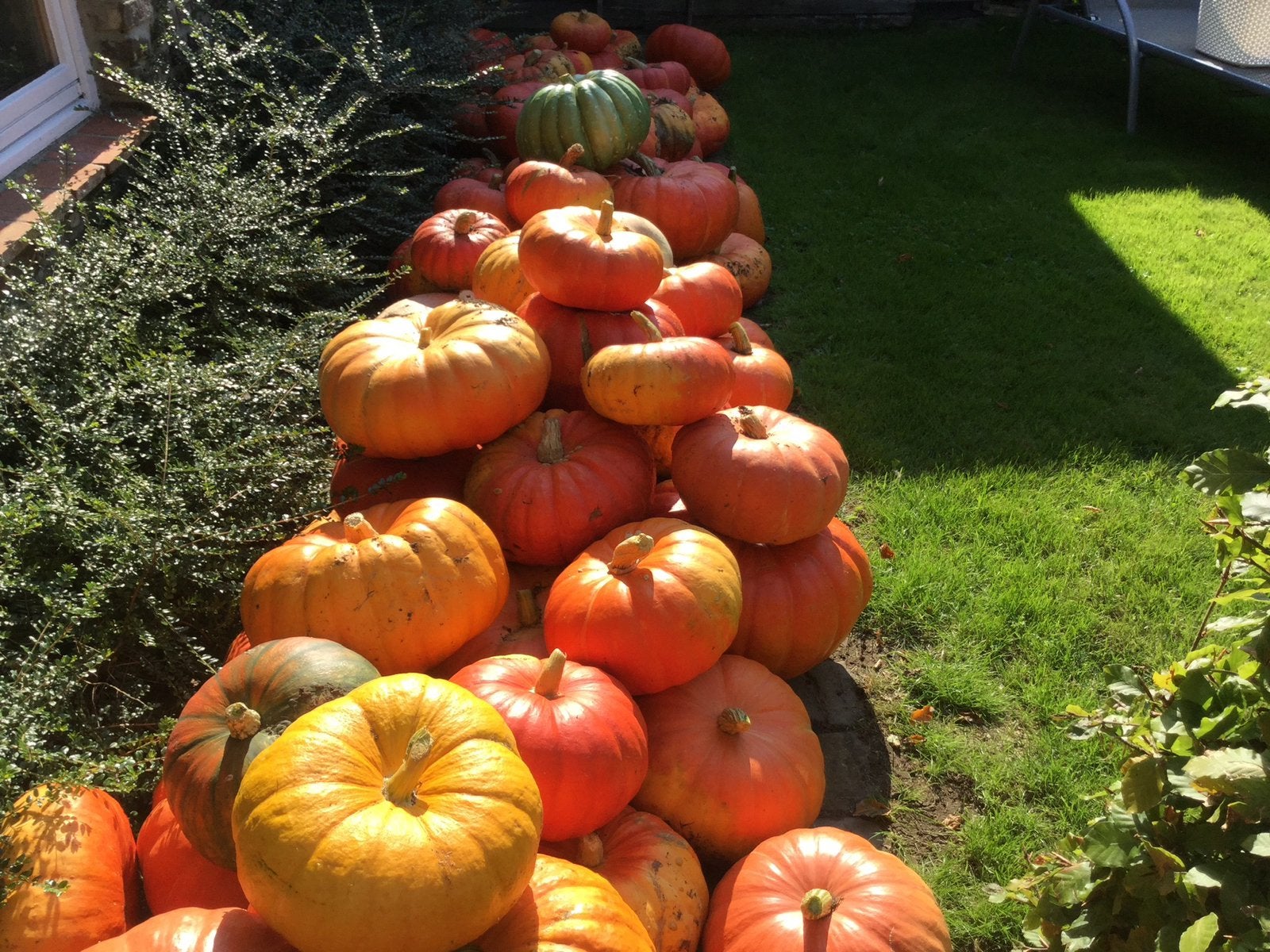 Citrouilles et fruits d'ornement, Divers, Produits alimentaires, Enlèvement
