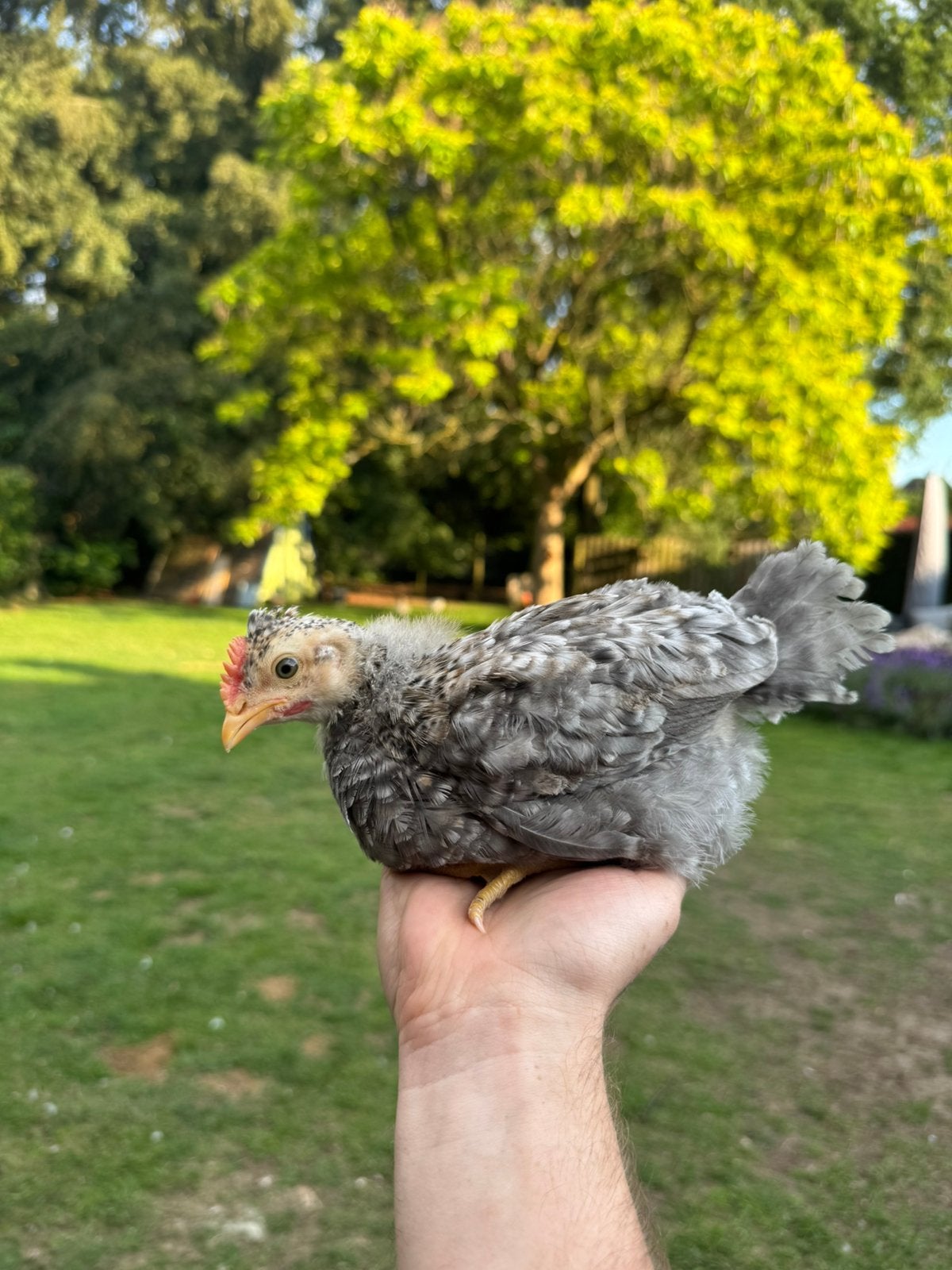 Cream legbar haantje GRATIS, Dieren en Toebehoren, Pluimvee